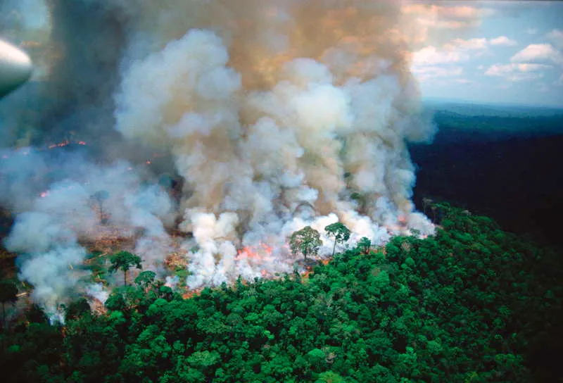 Durante los ltimos aos del posconflicto en Colombia, los detonantes de la usurpacin de tierras y destruccin de las selvas milenarias han tenido que enfrentar los peores momentos de la historia. La destruccin y prdida de la biodiversidad y de los valores culturales de la selva es incalculable y repercute seriamente en la estabilidad ambiental y sociocultaral del territorio. 