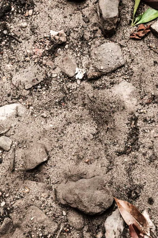 Detalle de una huella humana (pies descalzos) encontrada en uno de los murales pictogrficos de Chiribiquete, de carcter reciente. Las huellas miden 17/18 cm de largo por 11/12 cm de ancho, aproximadamente. 