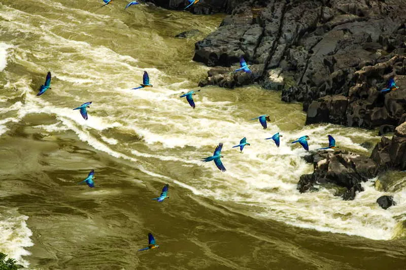 Esta fabulosa escena de guacamayas azules sobre el ro Apaporis, en la parte sur de Chiribiquete, es un magnfico ejemplo de la significacin que deben tener dentro del simbolismo sagrado de este sitio. Estas aves, frecuentemente registradas en la iconografa sagrada, se muestran como aves mensajeras de carcter solar. 