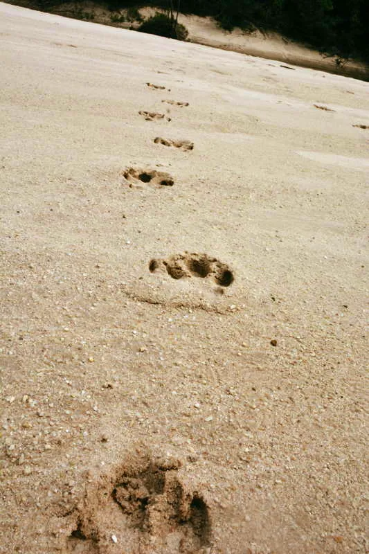 Huellas de tapir (Tapirus terrestres) en una de las tantas riberas arenosas de grnulos de cuarcita del ro Negro, afluente del Ajaju, en la que se puede observar la impronta de las patas delanteras con tres dedos grandes y un cuarto pequeo que solo aparece en las huellas en suelo blando. 