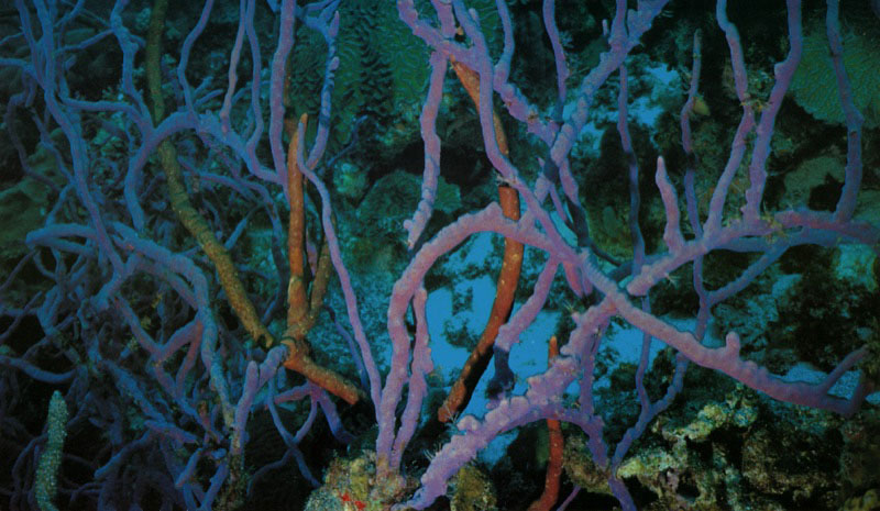 En las inmediaciones de la laguna arrecifal, en donde
se produce un bajo movimiento de sus aguas poco profundas,
viven algunas especies de esponjas, como Aplysina cauliformis.
Estas han desarrollado formas reticuladas creando
una estructura de malla sobre el lecho marino.
Es una estrategia muy eficiente para capturar alimento.
Aldo Brando