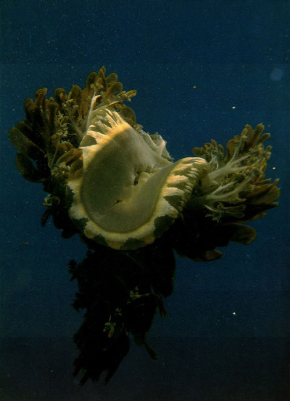 Stomolophus meleagris pertenece a la clase Syphozoa, grupo
que se caracteriza porque en él predomina la etapa medusoide.
Viajan al vaivén de las corrientes que los arrastran.
Tienen la forma de una campana flotante,
rodeada de músculos. Cuando ellos se contraen,
expulsan el agua y esto los impulsa en su desplazamiento.
Aldo Brando