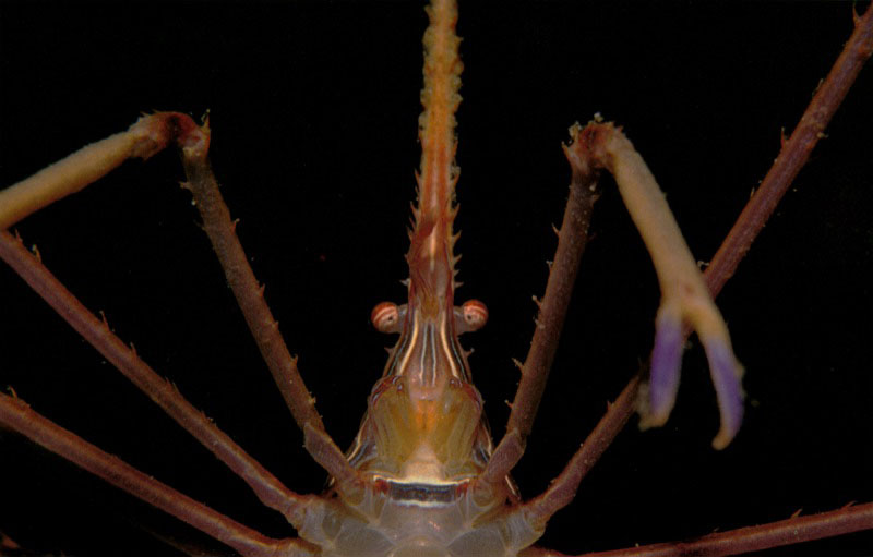 Stenorhynchus seticornis, ha sido llamado cangrejo araña,
y otras veces cangrejo flecha. Como todos los de su familia
tiene su abdomen plegado. Como sus primos, los camarones,
ejerce una tarea de limpieza, para la cual
ha desarrollado, como efecto de atracción,
llamativos colores en los extremos de sus pinzas. Aldo Brando