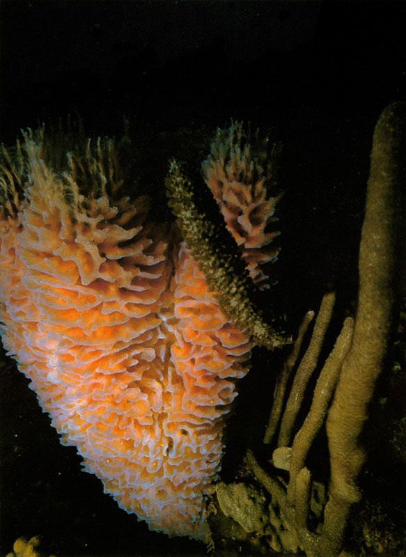 La esponja vasiforme, Callyspongia plicifera,
luce zonas fluorescentes azulosas en los bordes.
Desarrolla estos pliegues con el fin de acrecentar
considerablemente su superficie de filtración.
Común en la Isla de Providencia, puede habitar zonas
del arrecife que presentan escasas corrientes marinas. Aldo Brando