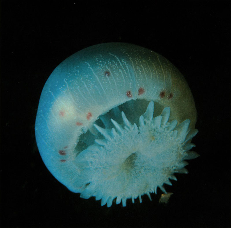 Una de las medusas más curiosas de la laguna arrecifal,
es Cassiopeia xamachana. Se posa sobre el fondo arenoso gracias
a su forma aplanada. Proyecta hacia arriba sus brazos bucales
para filtrar el plancton del que se alimenta. Posee, también,
algas asociadas de las que recibe, energía extra.
Hay que evitarlas, porque causan picaduras muy dolorosas.
Harry Erhardt