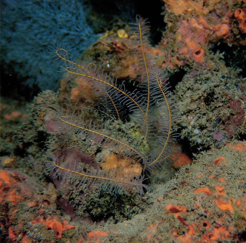 Extremadamente tímida es la especie, Nemaster discoidea,
que generalmente oculta su cuerpo bajo las salientes coralinas,
exponiendo tan solo sus transparentes brazos pinados.
Con ellos filtra nutrientes del medio
atrapándolos con la ayuda de un moco que secreta,
para inmovilizarlos con toxinas y luego llevarlos a la boca.
Harry Erhardt