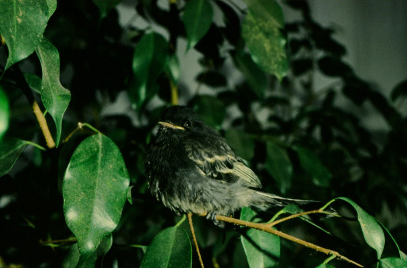 Los tiránidos
igualmente capturan mariposas. Pájaros de esta familia se han visto capturando ninfálidos del género Memphis en vuelo, ya que les resulta difícil localizarlas cuando están asentadas, por su gran parecido a una hoja seca.