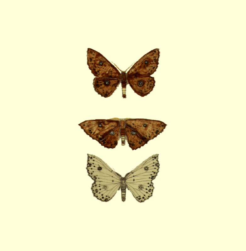 Cuatro mariposas: (detalle)
Larentiinae, Belemnia regia, Eneides, Dinia mena (Arctiidae)
Acuarelas
Década del 40
27 x 20 cm.